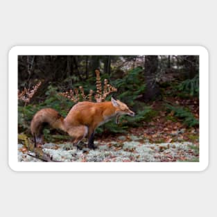 "Damn pine cones!" - Red Fox Sticker